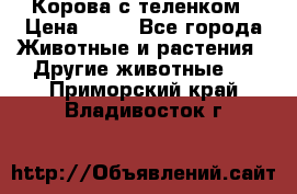 Корова с теленком › Цена ­ 69 - Все города Животные и растения » Другие животные   . Приморский край,Владивосток г.